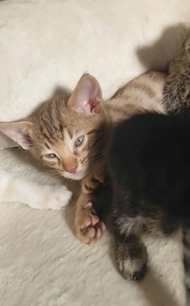 Seltene Savannah-Kitten – außergewöhnliche Farben, TICA registriert