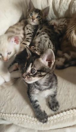 Seltene Savannah-Kitten – außergewöhnliche Farben, TICA registriert