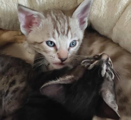 Seltene Savannah-Kitten – außergewöhnliche Farben, TICA registriert