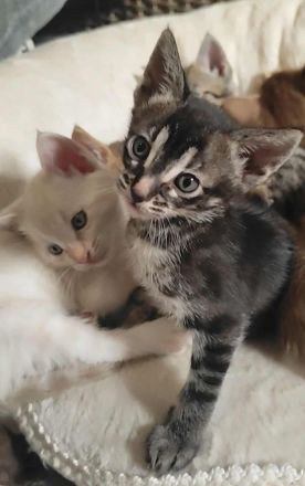 Seltene Savannah-Kitten – außergewöhnliche Farben, TICA registriert