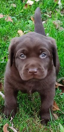 Labradorwelpen in braun