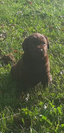 Labradorwelpen in braun