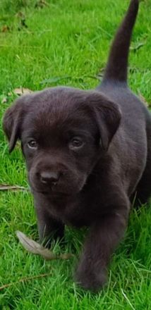 Labradorwelpen in braun