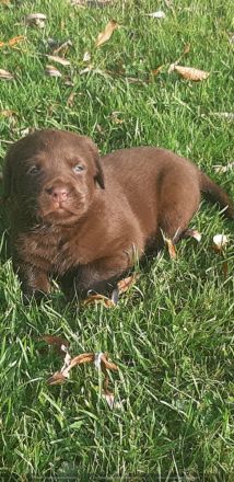 Labradorwelpen in braun