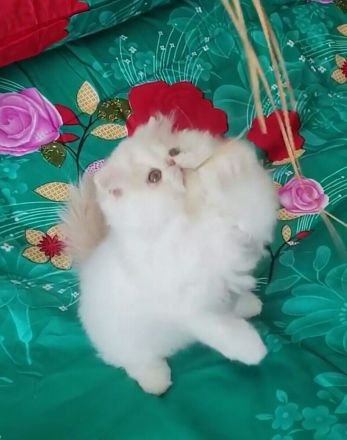 Supergesunde Perserkatzen