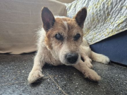 Simba - Nur als Patenhund