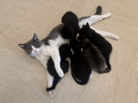 BKH-Babykatzen abzugeben 1 Monat alt