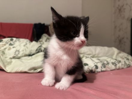 BKH-Babykatzen abzugeben 1 Monat alt