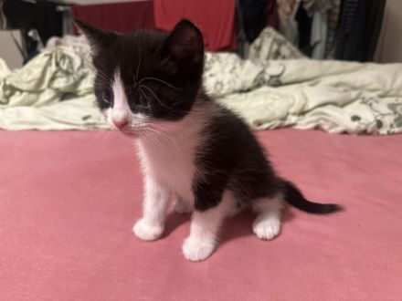 BKH-Babykatzen abzugeben 1 Monat alt