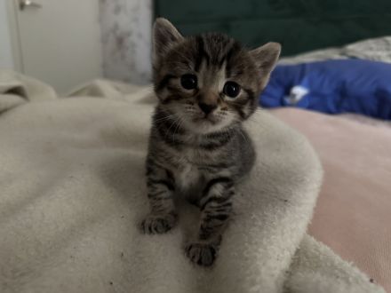 BKH-Babykatzen abzugeben 1 Monat alt