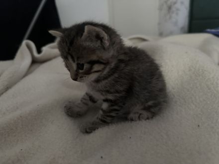 BKH-Babykatzen abzugeben 1 Monat alt