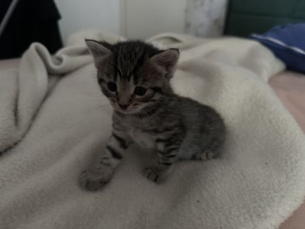 BKH-Babykatzen abzugeben 1 Monat alt