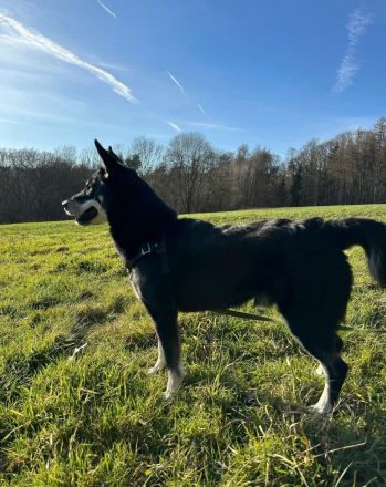 Aiko in 63773 - Hund mit Herz, Charakter und großem Potenzial