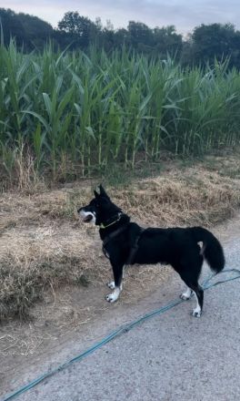 Aiko in 63773 - Hund mit Herz, Charakter und großem Potenzial