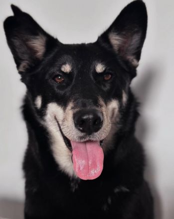 Aiko in 63773 - Hund mit Herz, Charakter und großem Potenzial