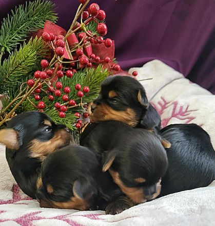 Einmal Yorkie - Immer Yorkie