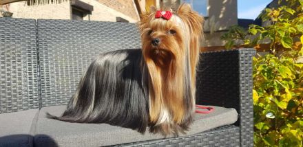 Einmal Yorkie - Immer Yorkie