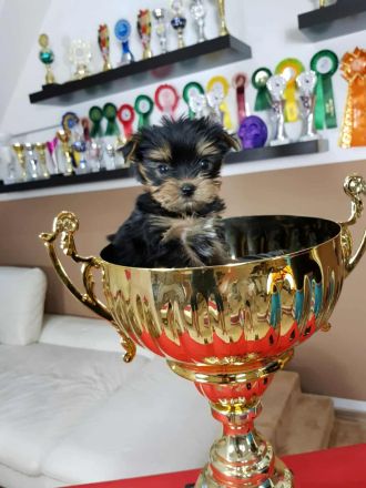 Einmal Yorkie - Immer Yorkie