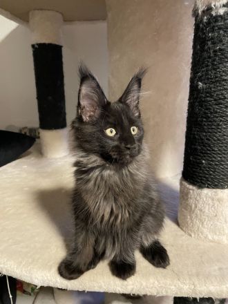 Verkaufen Main Coon kitten mit Stammbaum
