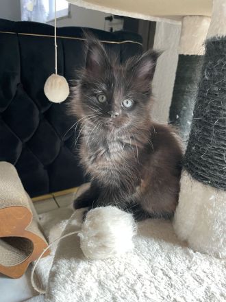 Verkaufen Main Coon kitten mit Stammbaum