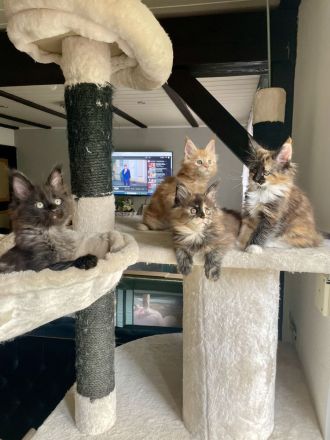 Verkaufen Main Coon kitten mit Stammbaum