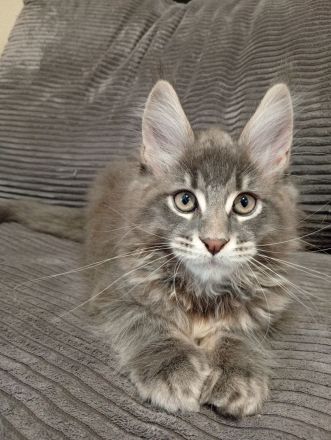 Maine coon mit Stammbaum