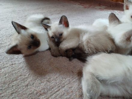 Supersüße Siamkätzchen abzugeben