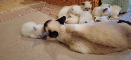 Supersüße Siamkätzchen abzugeben