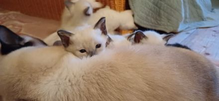 Supersüße Siamkätzchen abzugeben