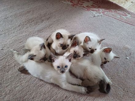 Supersüße Siamkätzchen abzugeben