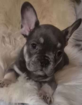 Reinrassige Französische Bulldogge Welpen