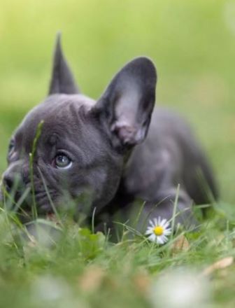 Reinrassige Französische Bulldogge Welpen
