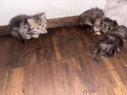 Noch 1 Perserkitten Weibchen sucht ein Zuhause