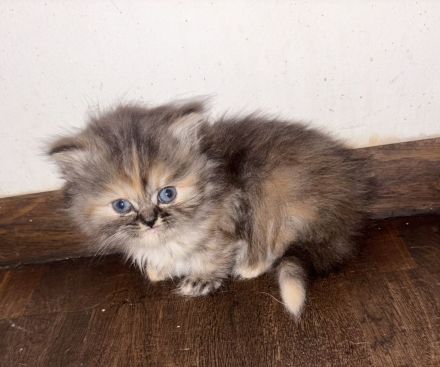 Noch 1 Perserkitten Weibchen sucht ein Zuhause