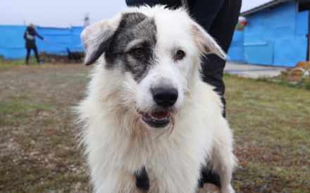 Tambi - Dein neuer Wuschelkumpel?