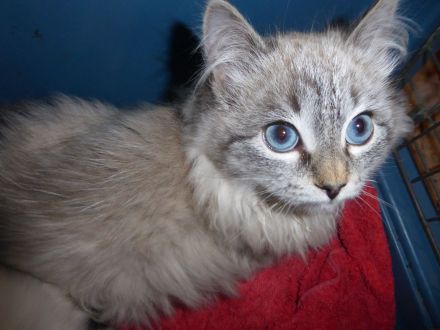 Neva Masquarade Kitten mit Stammbaum