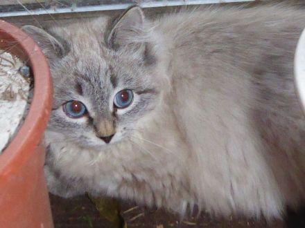 Neva Masquarade Kitten mit Stammbaum