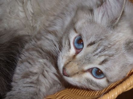 Neva Masquarade Kitten mit Stammbaum