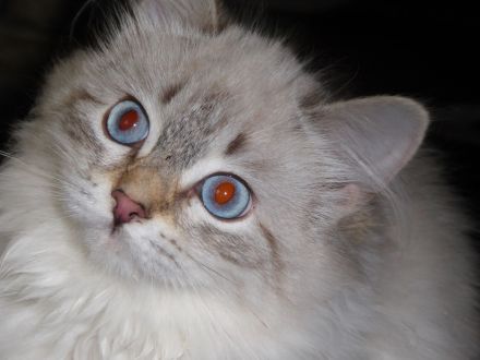 Neva Masquarade Kitten mit Stammbaum