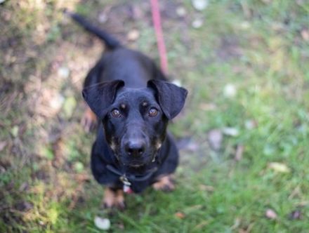 Larina, Dackel-Mix, weiblich, kastriert, geb. ca. 10.07.2021, schwarz-braun