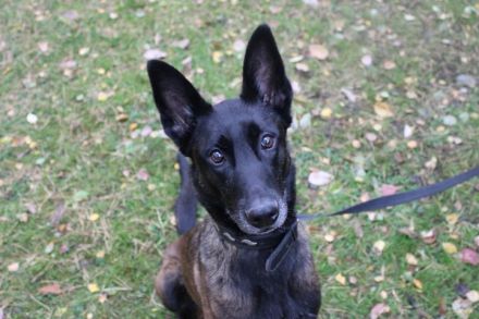 Makeba, Holländischer Schäferhund, weiblich, geb. ca. 2019, gestromt, su. hunderfahrene Besitzer