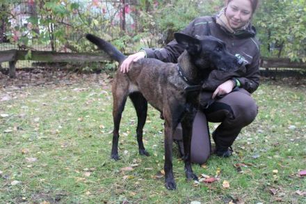 Makeba, Holländischer Schäferhund, weiblich, geb. ca. 2019, gestromt, su. hunderfahrene Besitzer