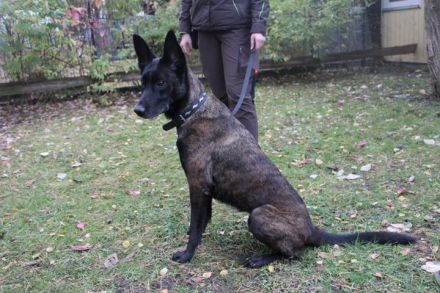 Makeba, Holländischer Schäferhund, weiblich, geb. ca. 2019, gestromt, su. hunderfahrene Besitzer