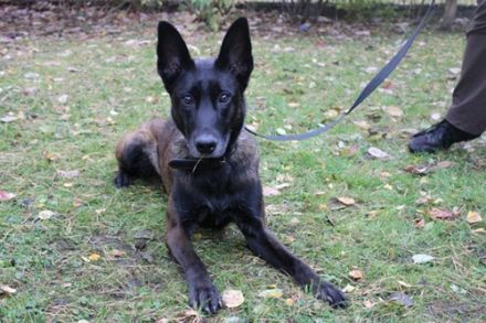 Makeba, Holländischer Schäferhund, weiblich, geb. ca. 2019, gestromt, su. hunderfahrene Besitzer