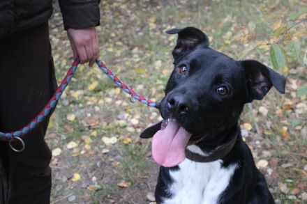 Moppi Mogli, Boxer-Doggen-Belgier-Mix, geb. 2023, Energiebündel