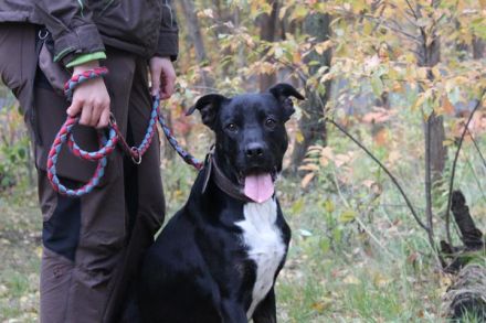 Moppi Mogli, Boxer-Doggen-Belgier-Mix, geb. 2023, Energiebündel