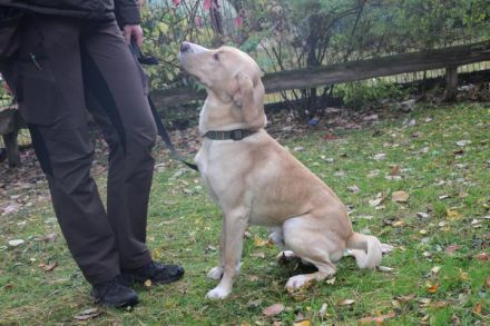 Yoko, Labrador-Beagle-Mix, männlich, geb. ca. 2023, freundl. und lernwillig