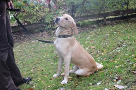 Yoko, Labrador-Beagle-Mix, männlich, geb. ca. 2023, freundl. und lernwillig