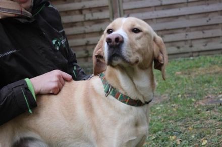 Yoko, Labrador-Beagle-Mix, männlich, geb. ca. 2023, freundl. und lernwillig