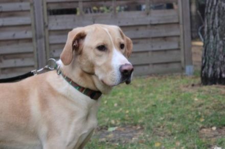 Yoko, Labrador-Beagle-Mix, männlich, geb. ca. 2023, freundl. und lernwillig